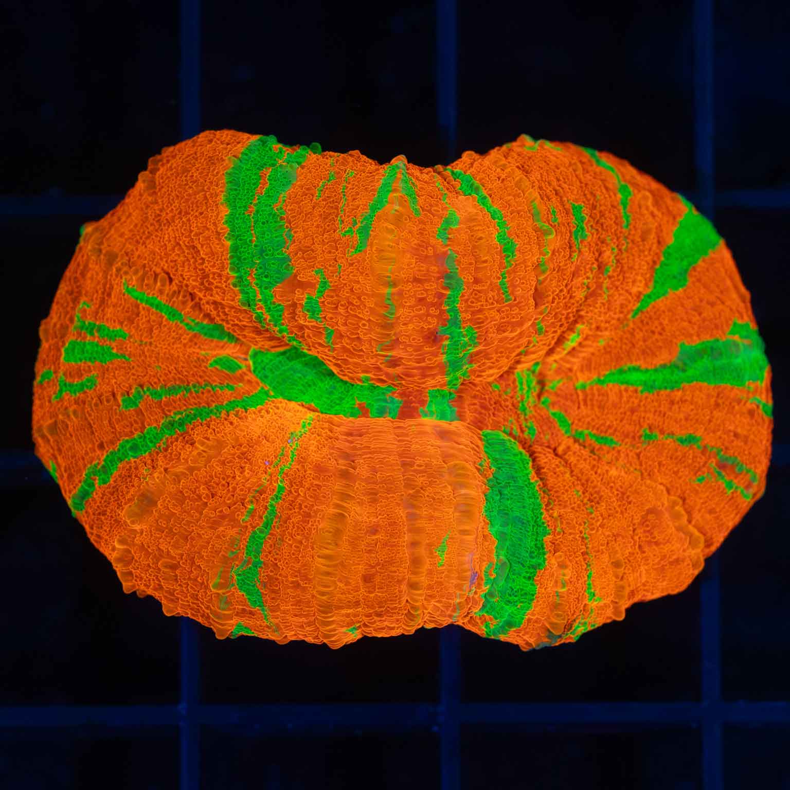 Reverse Bleeding Apple Scolymia Coral main image 1