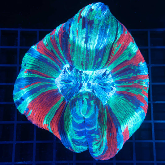 XL RGB Wellsophyllia