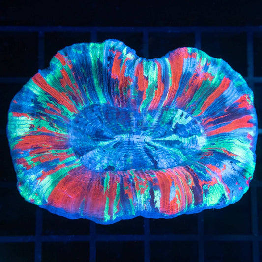 RGB Trachyphyllia