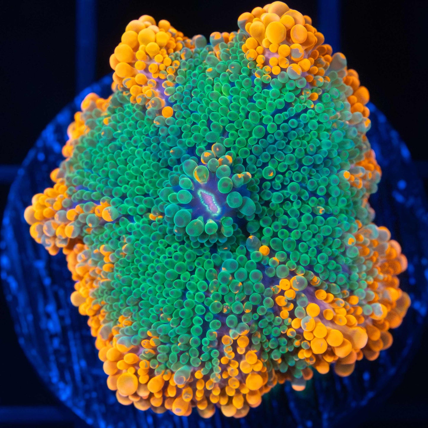 Yuma Mushroom Coral