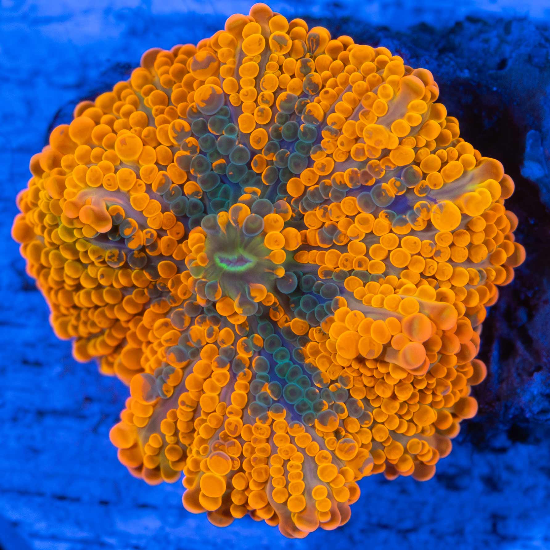 Yuma mushroom coral