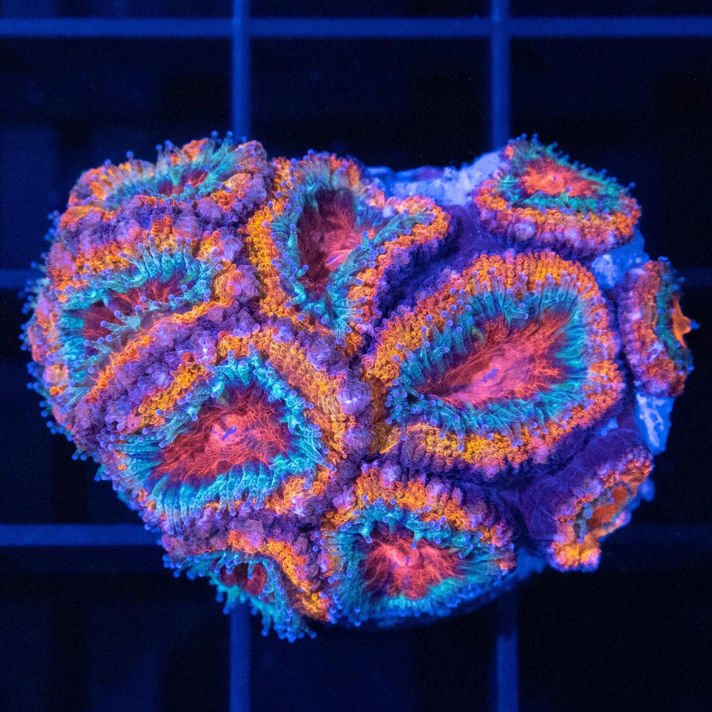 Ring of Fire Acan XL Frag