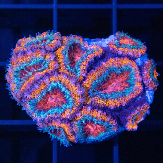 Ring of Fire Acan XL Frag