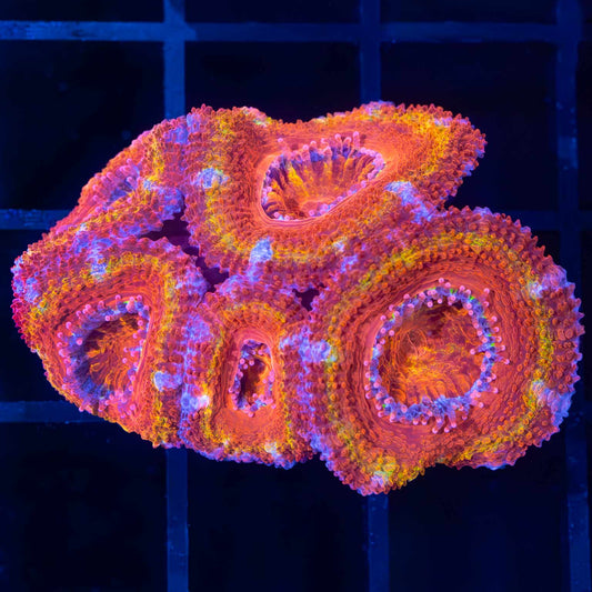 Rainbow Acan XL Frag