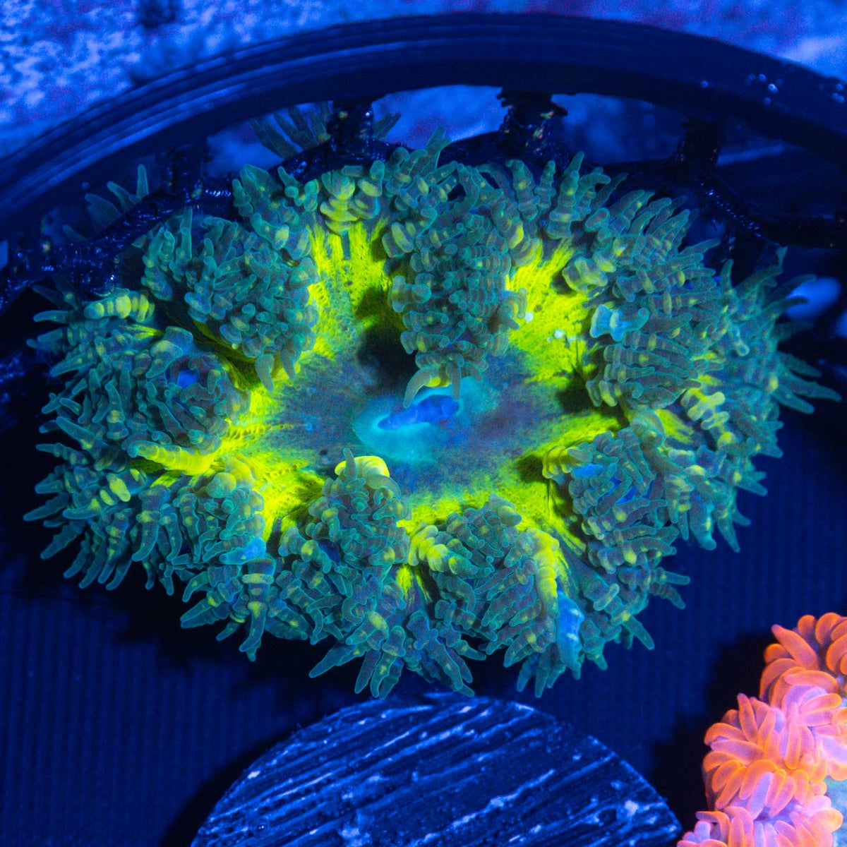 Rock Flower Anemone
