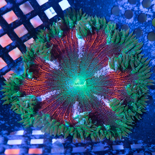 Rainbow Rock Flower Anemone 2.25"