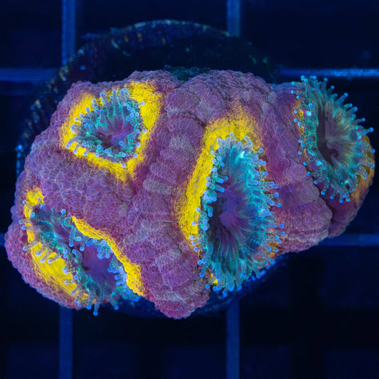 Royal Asian Acan