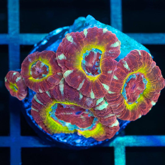 Golden Ruby Asian Acan