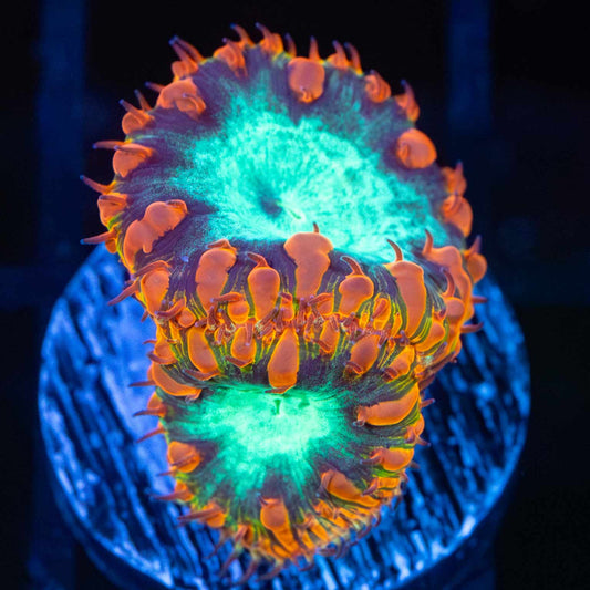 Rusty Rainbow Blasto (2 Polyps)