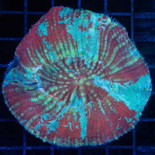 scolymia vitiensis