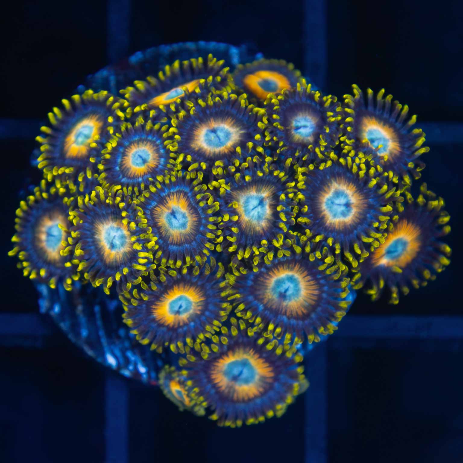 Scrambled egg zoa (17 polyps)