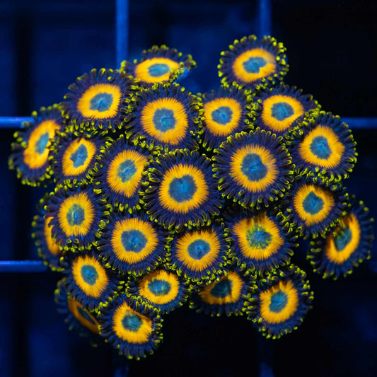 Scrambled Egg Zoas Colony (22+ Polyps)
