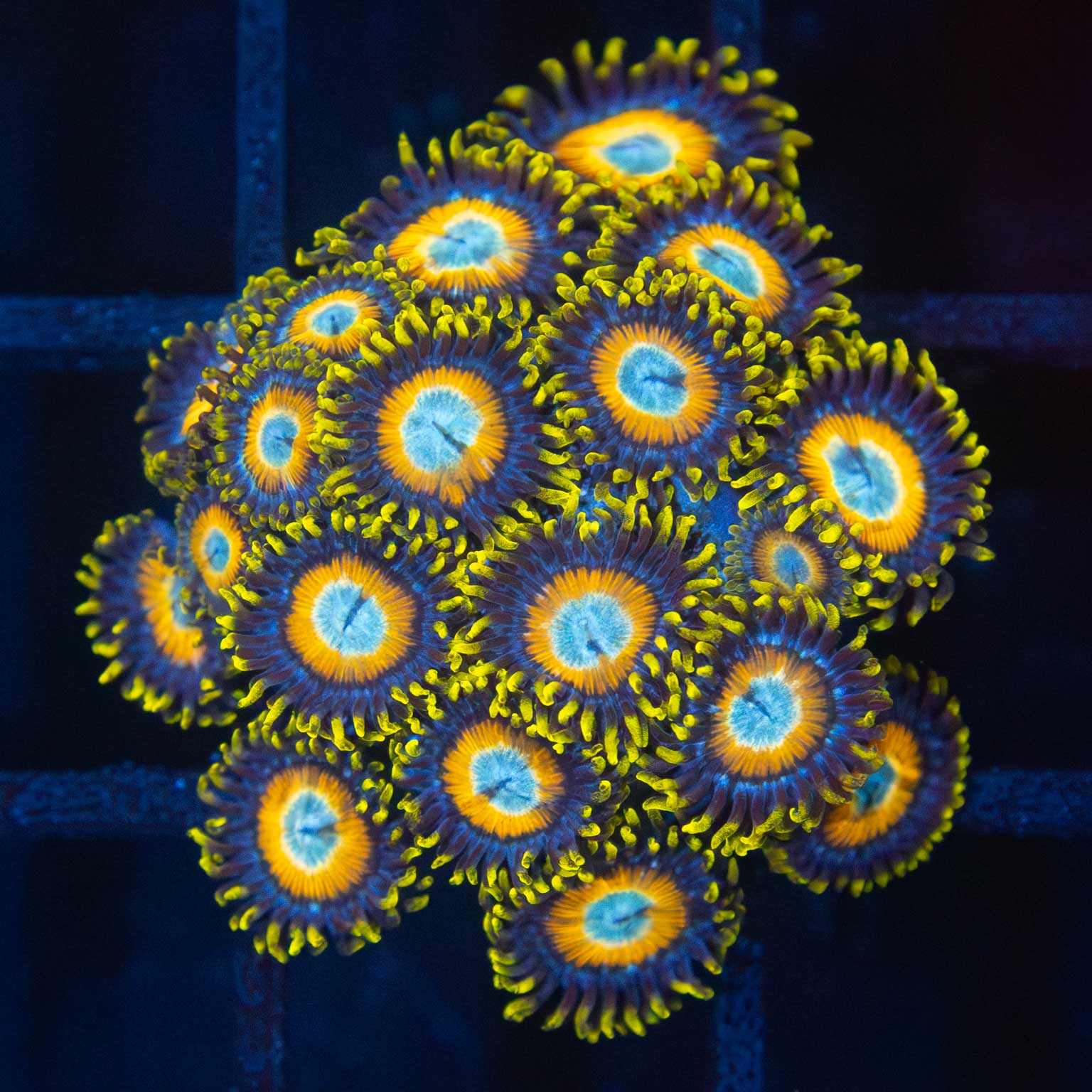 Scrambled Egg Zoa Colony (20 Polyps)