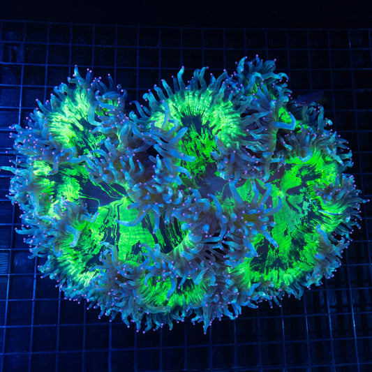 xxl pink tip elegance coral
