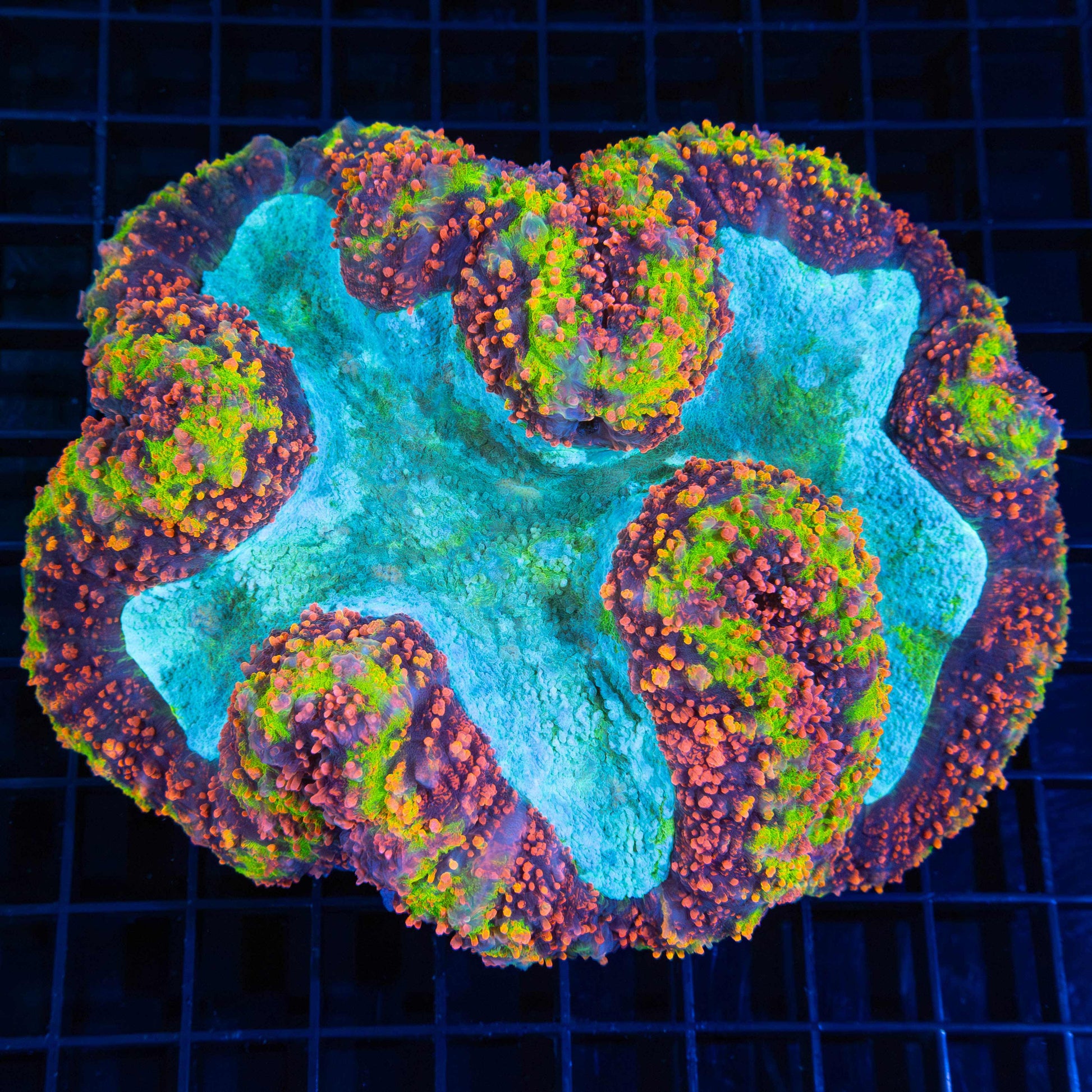 XL Holy Grail Symphyllia 6"