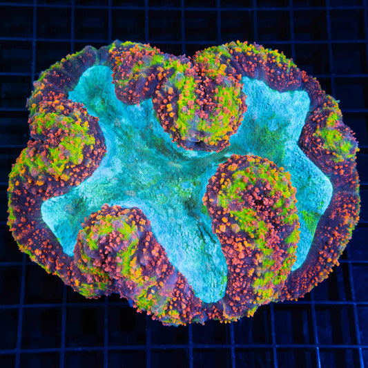 XL Holy Grail Symphyllia 6"