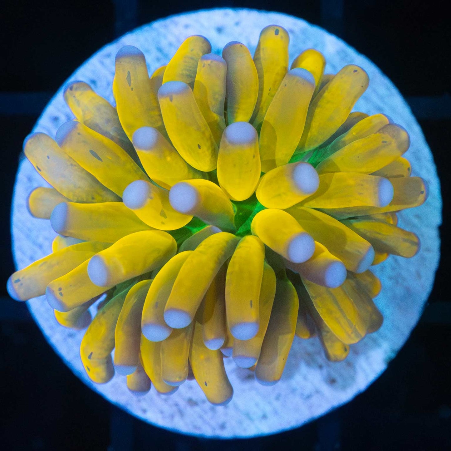 Bright Banana Torch Coral (Small) Lucky Corals