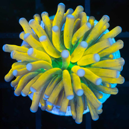 Bright Banana Torch Coral (Small)