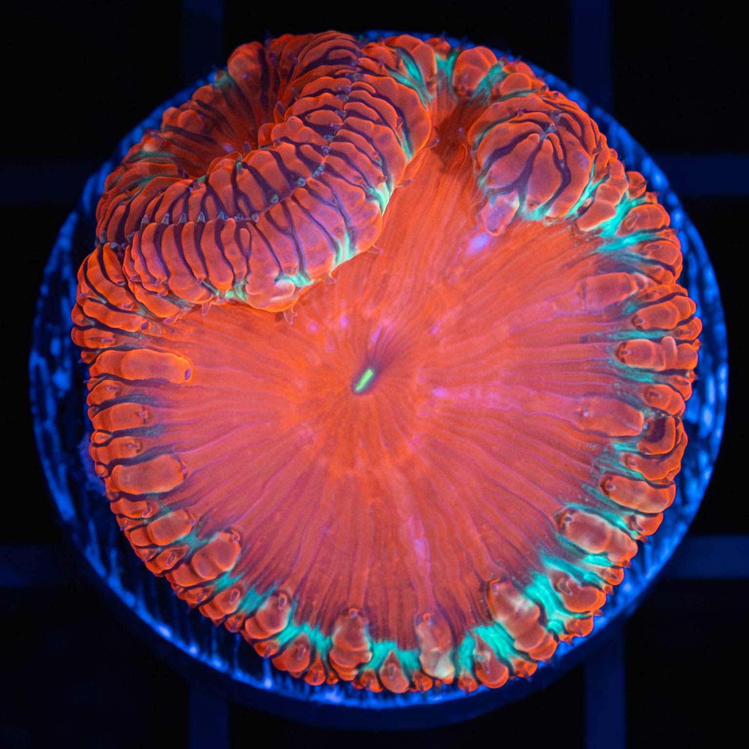 Red Cherry Blasto Vivida (Rare)