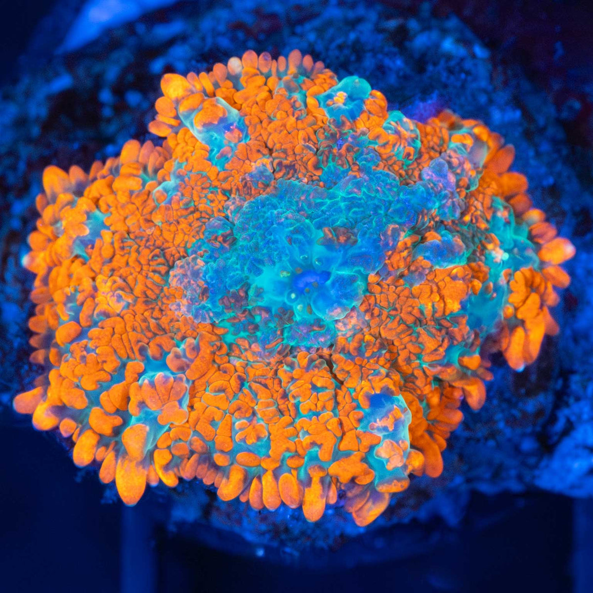 Small Orange Rhodactis Mushroom
