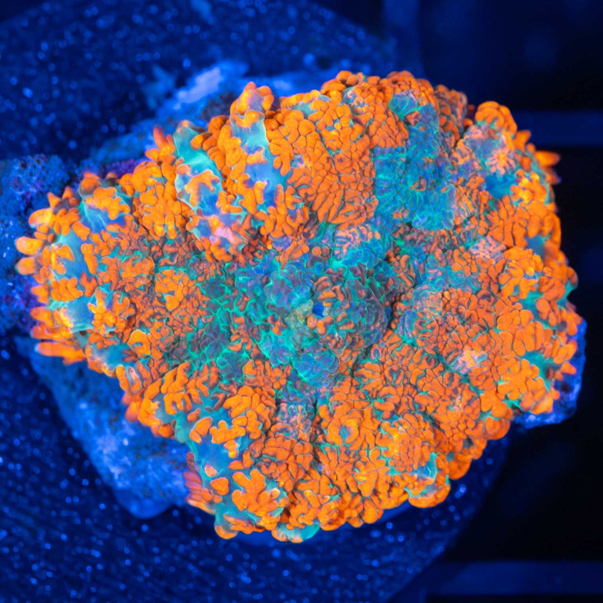 Small Orange Rhodactis Mushroom
