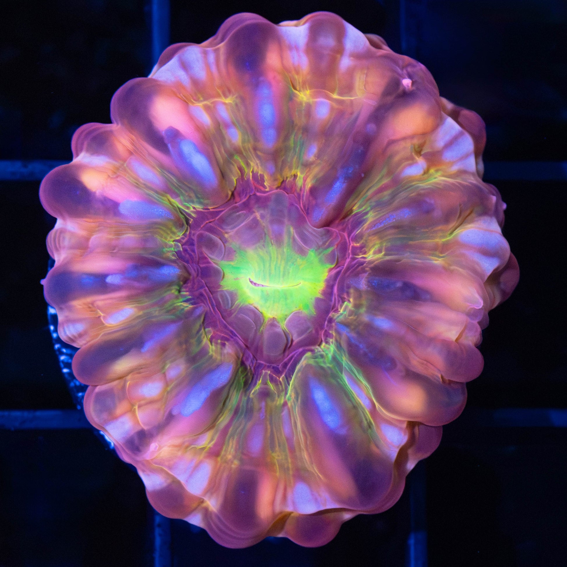 Small Rainbow Cynarina