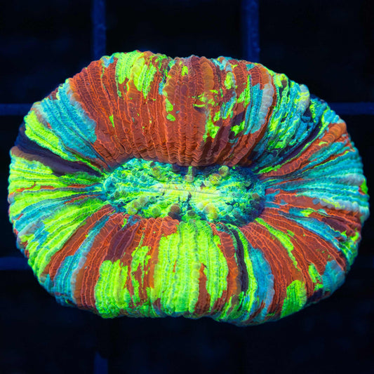rainbow trachy