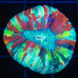 Rainbow Trachyphyllia