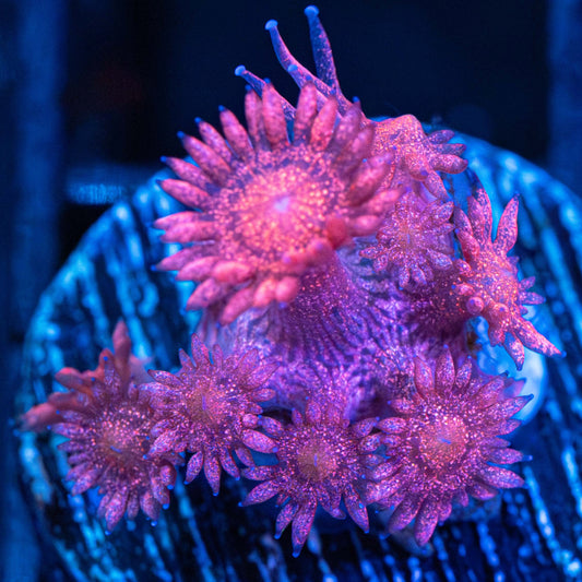 Red Glitter Goniopora