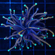 Snakeskin Torch Coral
