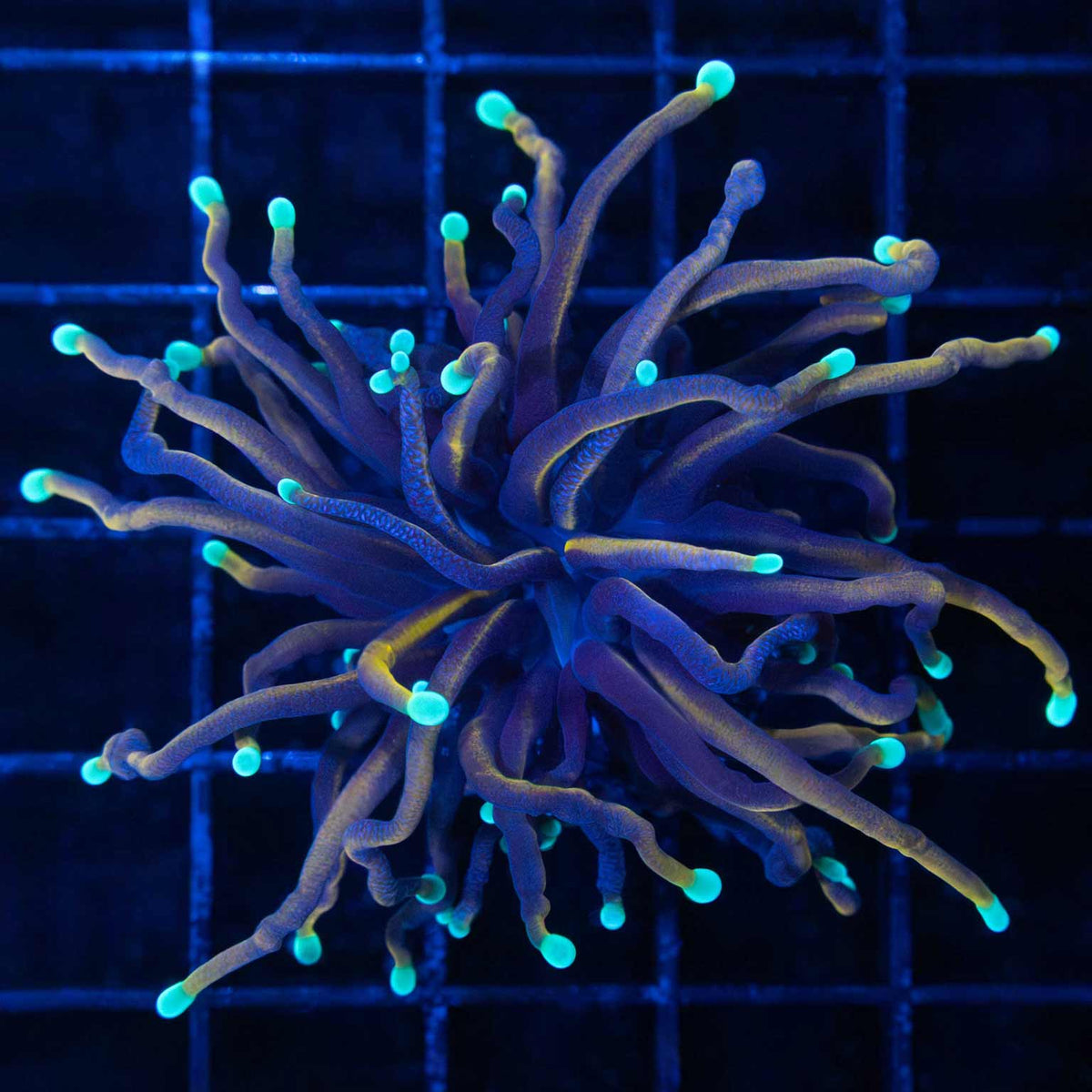 Snakeskin Torch Coral