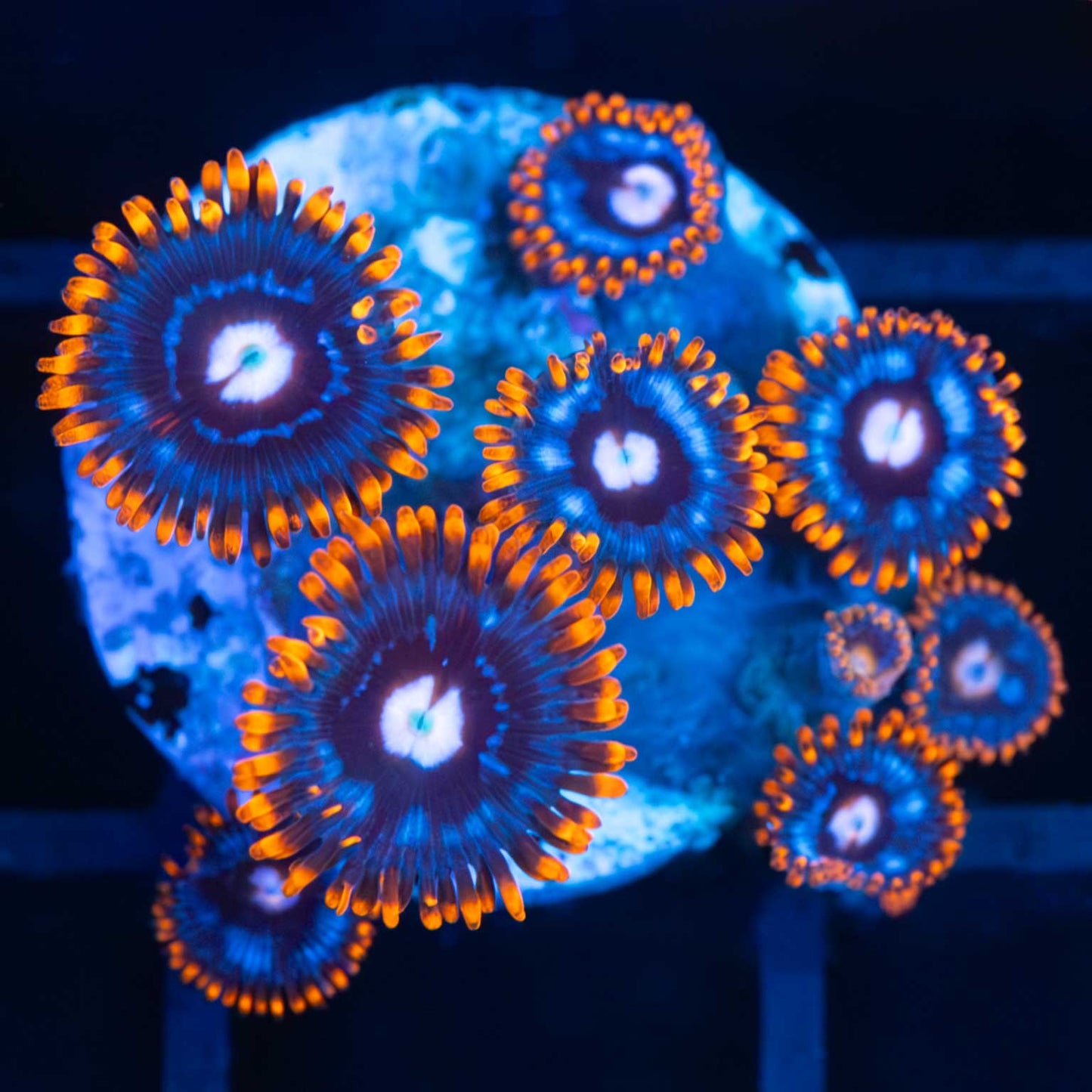 Snitch Zoa (9 Polyps)