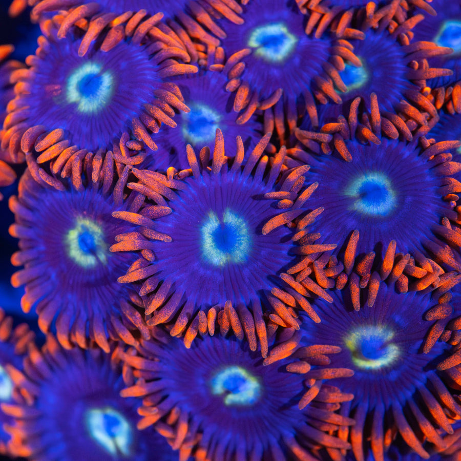 Snitch Zoa
