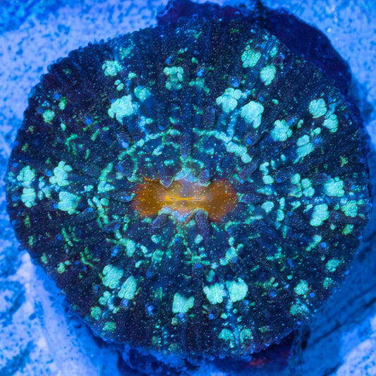Snowflake plate coral