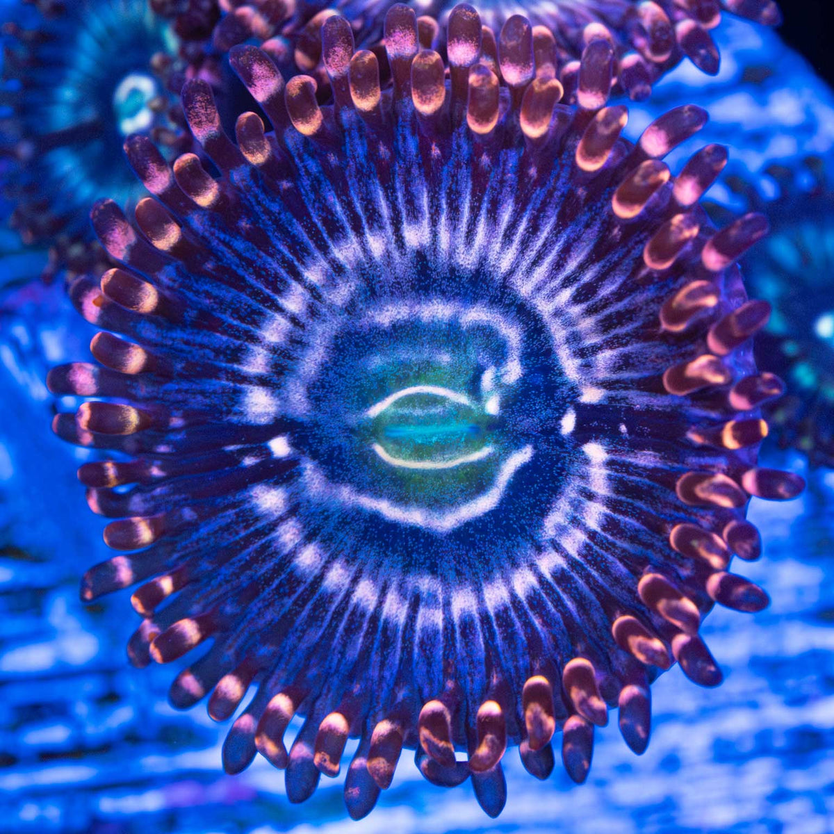 Snowglobe Zoanthid zoanthid under blue aquarium lighting