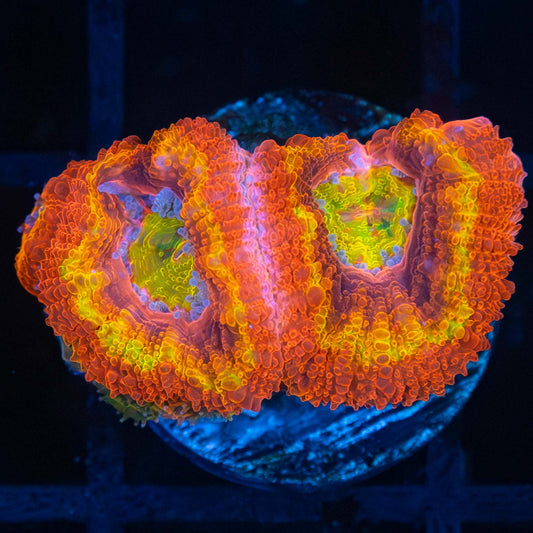 LCK Solar Fusion Acan (Bright!)