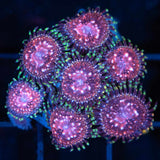 Space Chaos Zoa