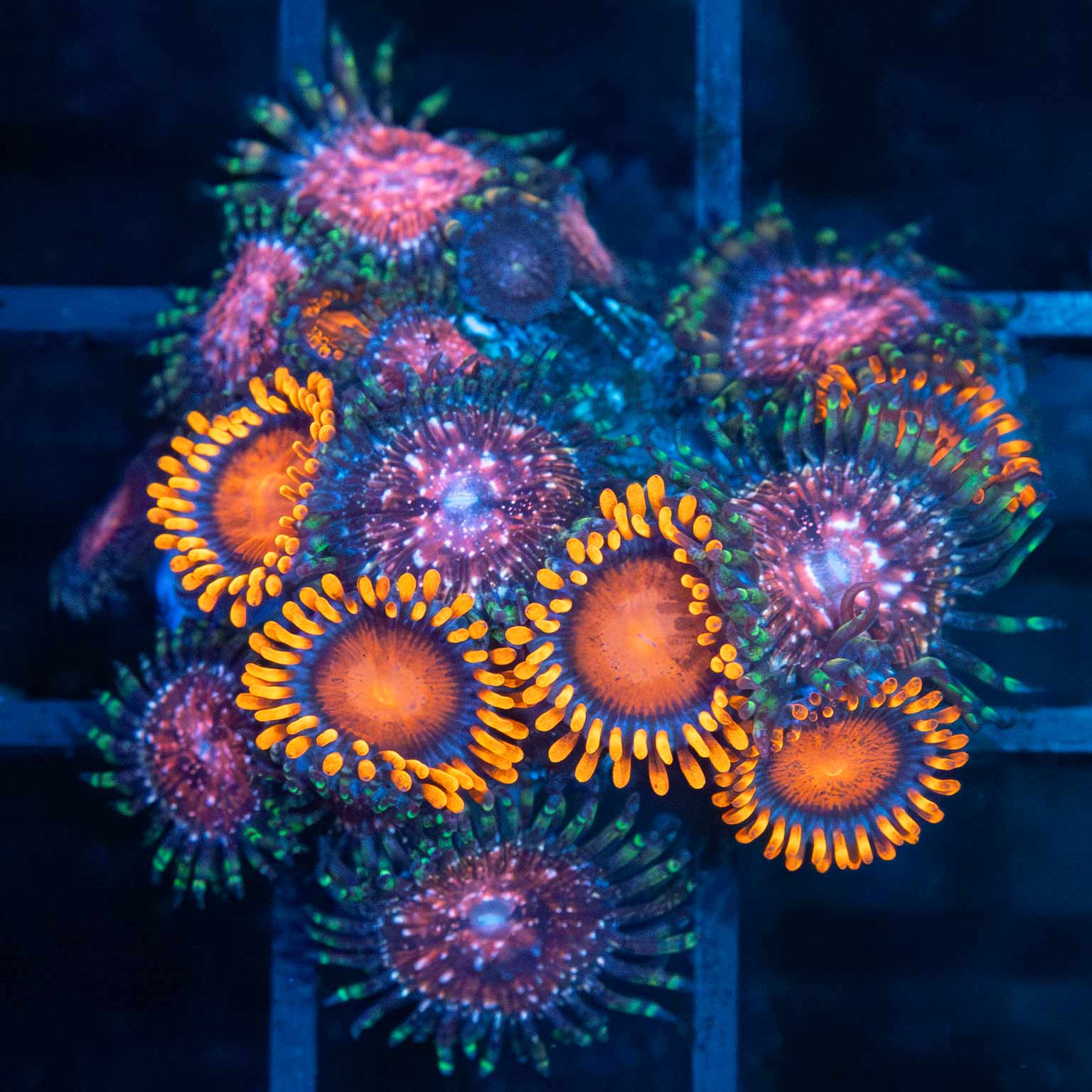 Space Chaos / Bam Bam Zoa Combo Colony (17+ polyps)