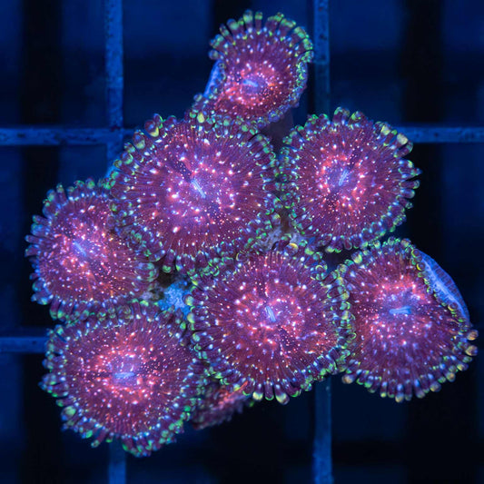Space Chaos Zoa Colony (8 Polyps)