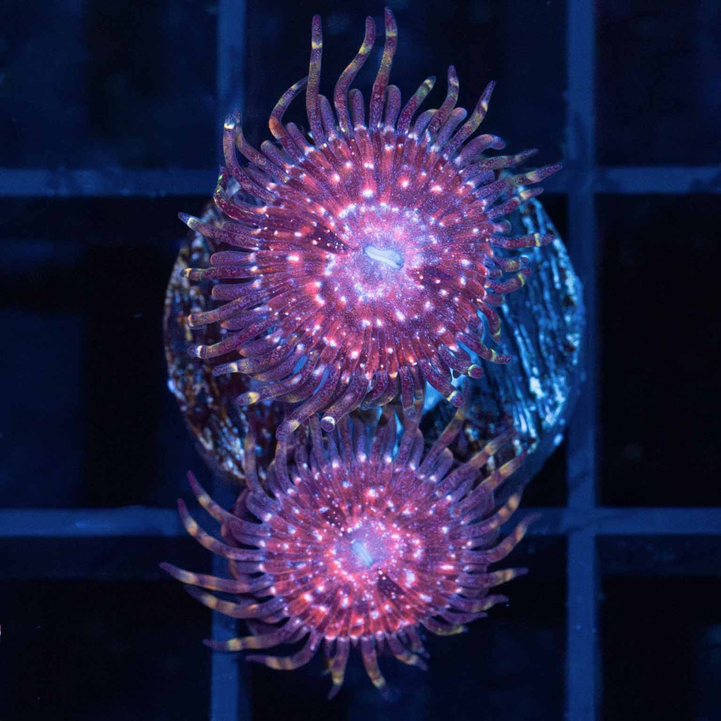 Space Chaos Zoa (2 Polyps)