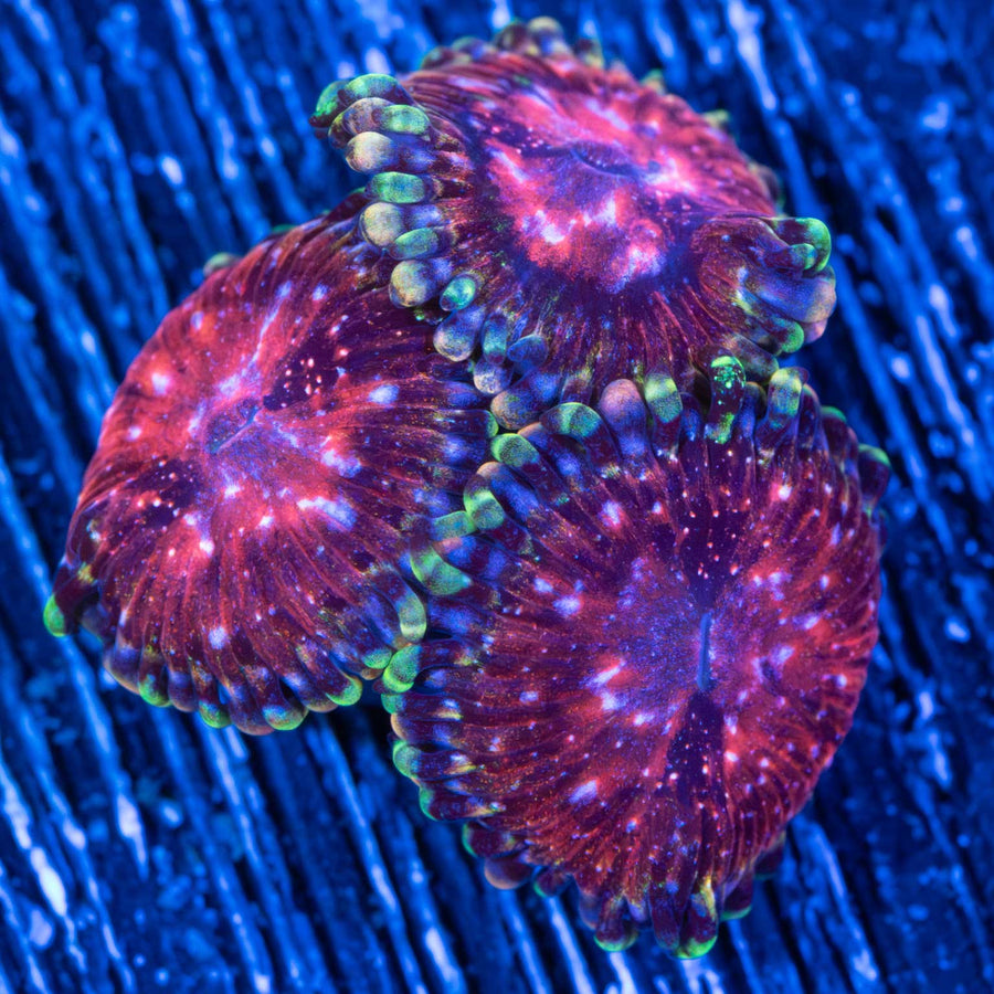 Space Chaos Zoa
