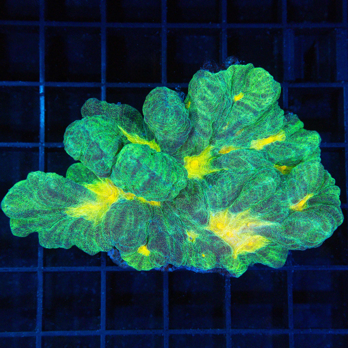 Space Invader Pectinia Coral Colony 3.5"