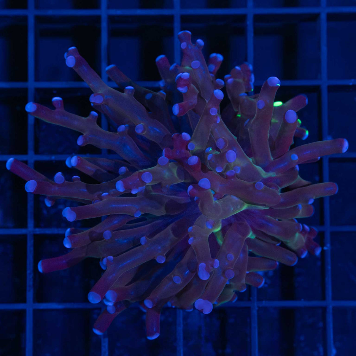 Purple Frogspawn Coral