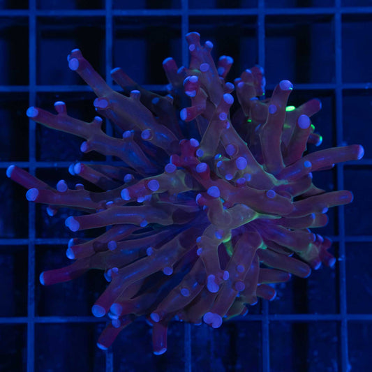 Purple Frogspawn Coral
