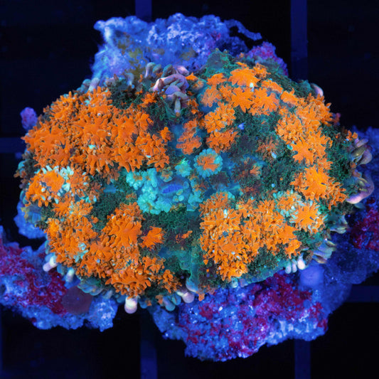 Special Grade Large Rhodcactis