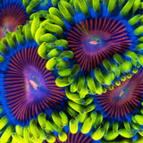 Spitfire Zoa