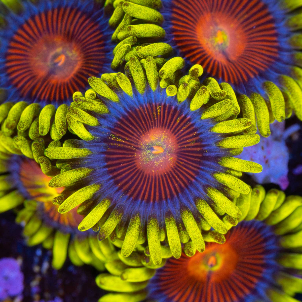 Spitfire Zoa zoanthid under white aquarium lighting