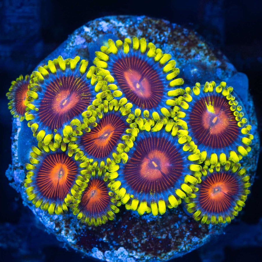 Spitfire Zoa