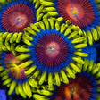 spitfire zoa photographed under blue light