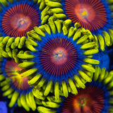 spitfire zoa photographed under blue light